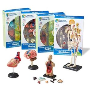 Modelos de anatomía Learning Resources paquete a granel_1