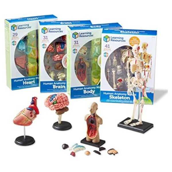 Modelos de anatomía Learning Resources paquete a granel_1
