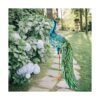 Estatua Chisheen de pavo real solar para jardín_4