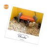 KH PET PRODUCTS 100213615 Criadora termoplástica para