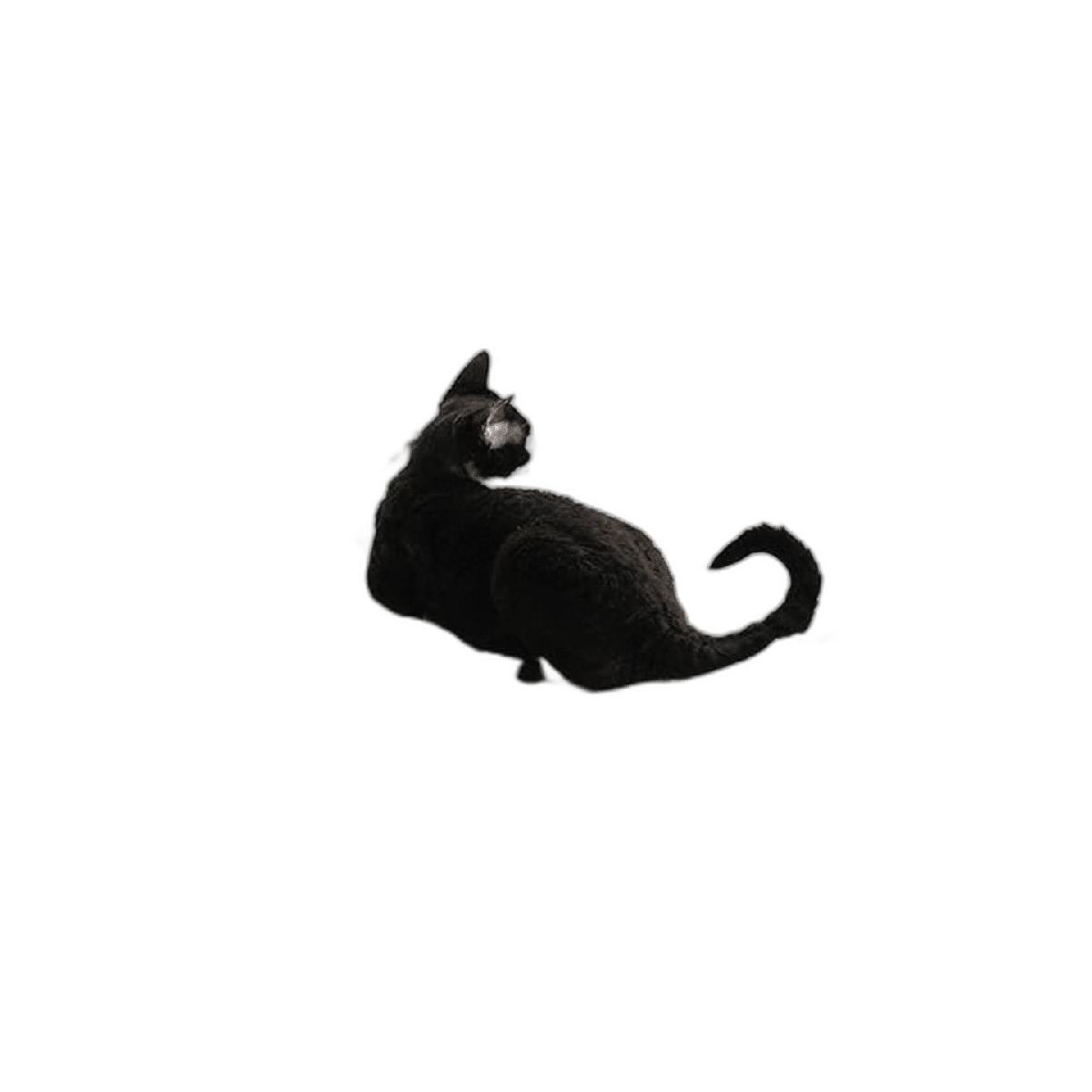 Percha para ventana de gato resistente con marco de acero