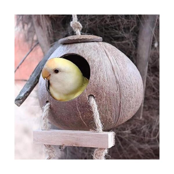 Cabaña de cáscara de coco de cangrejo ermitaño con