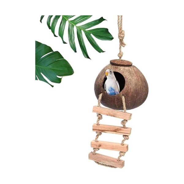 Cabaña de cáscara de coco de cangrejo ermitaño con