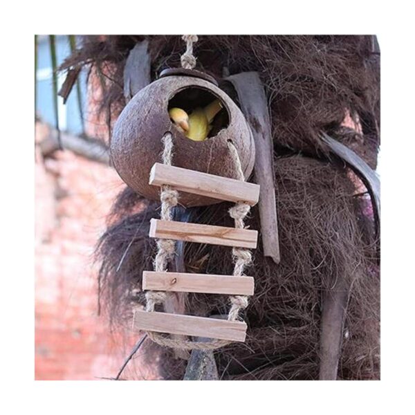 Cabaña de cáscara de coco de cangrejo ermitaño con