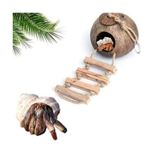 Cabaña de cáscara de coco de cangrejo ermitaño con