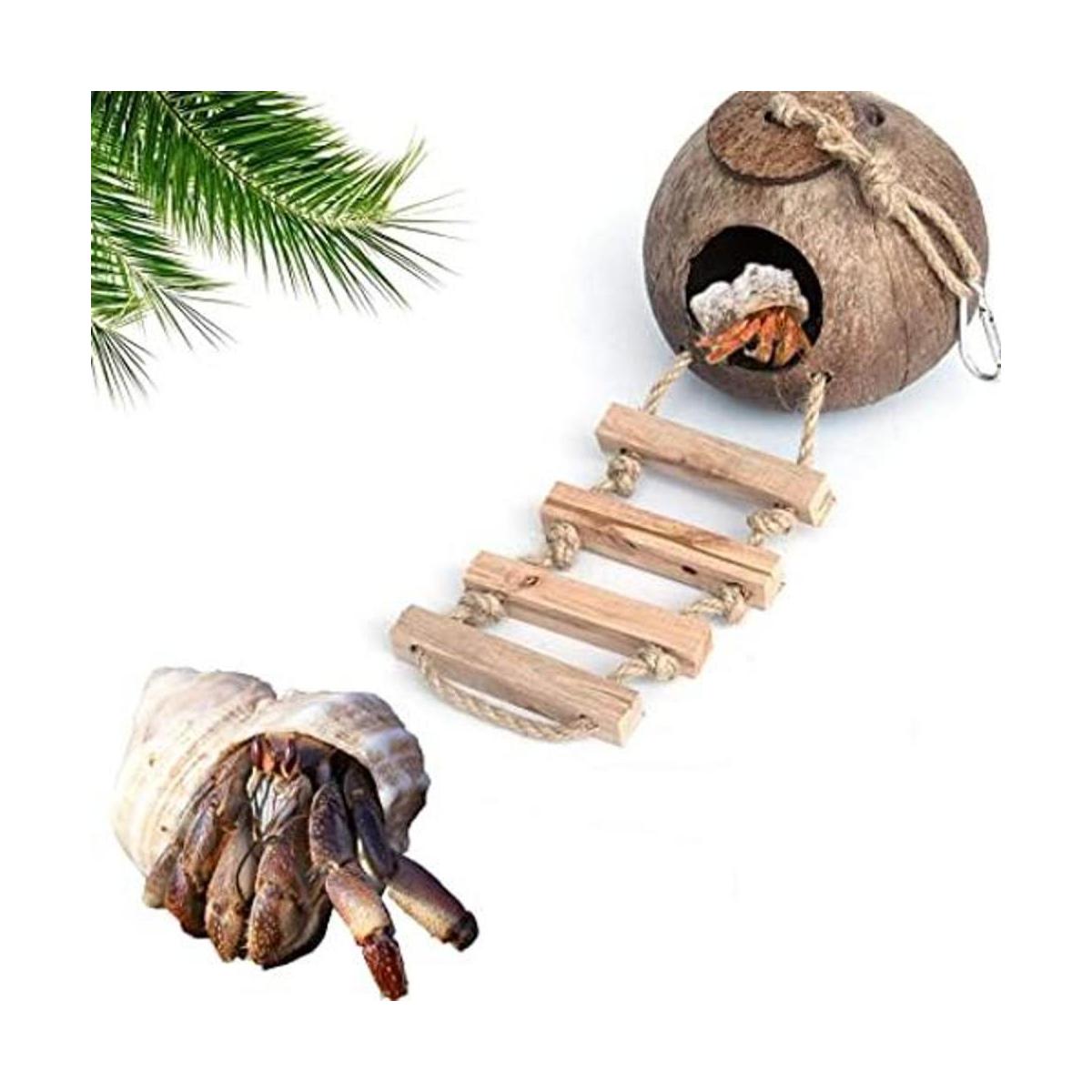 Cabaña de cáscara de coco de cangrejo ermitaño con