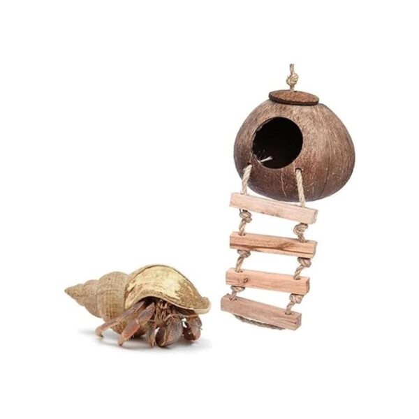Cabaña de cáscara de coco de cangrejo ermitaño con