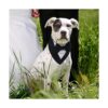 FUAMEY Esmoquin para perro collar formal de boda para