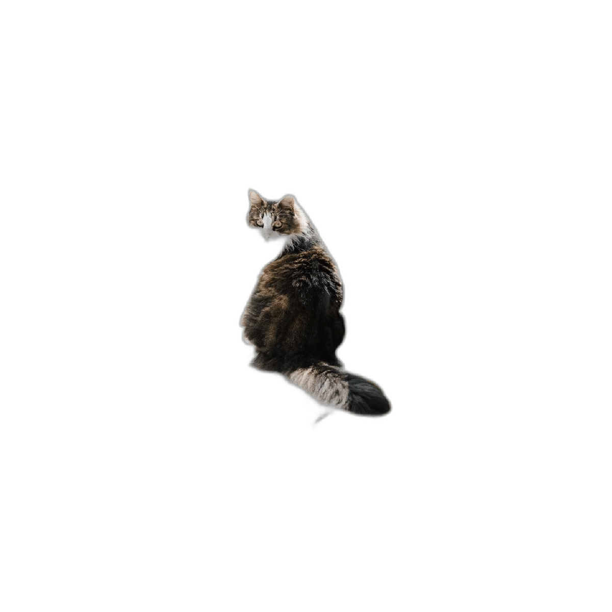 Dahey Macramé Percha para ventana de gato estilo