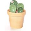 Juego de cucharas medidoras de cactus de cerámica en