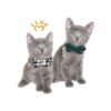 LLHK Paquete de 4 collares de gato pequeños con pajarita y