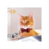 LLHK Paquete de 4 collares de gato pequeños con pajarita y