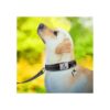 Joytale Collar acolchado de neopreno para perros grandes_3