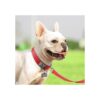 Joytale Collar de perro acolchado de neopreno 11 colores_3