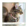 Country Brook Petz Collar de gato con tiburones_2