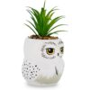 Harry Potter Hedwig Mini maceta de cerámica de 3 pulgadas