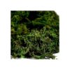 BYHER Musgo falso musgo verde fresco artificial para