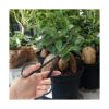 BambooMN Marca corte de bonsái negro de 7.2 pulgadas