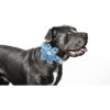 Bobo Rainbow Collar para perro con flor azul ajustable