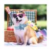 Bobo Rainbow Collar para perro con flor azul ajustable