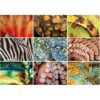 Buffalo Games National Geographic Animal Grid_1