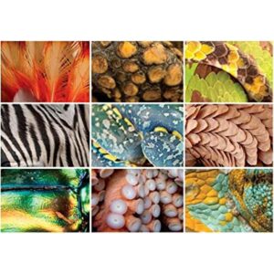 Buffalo Games National Geographic Animal Grid_1