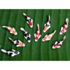 Buy Easy 10 Mezcla Colorido Koi Fish Fairy Garden Animal