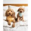 RemyRoo Bandanas para perros paquete de 4 unidades_2