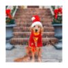 RYPET Perro Santa sombrero y bufanda Navidad perro