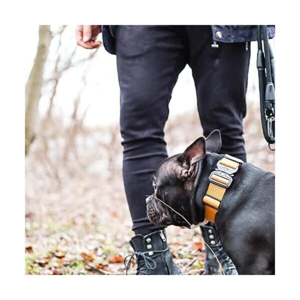 ROAM Collar para perro collar de alta calidad