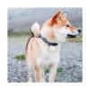 ROAM Collar para perro collar de alta calidad