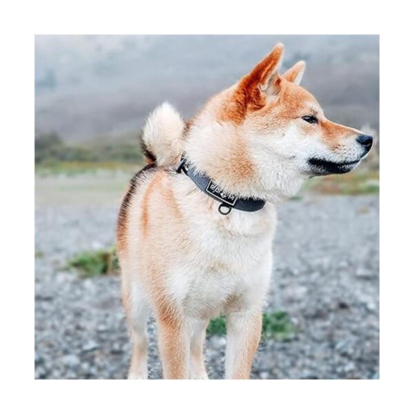 ROAM Collar para perro collar de alta calidad