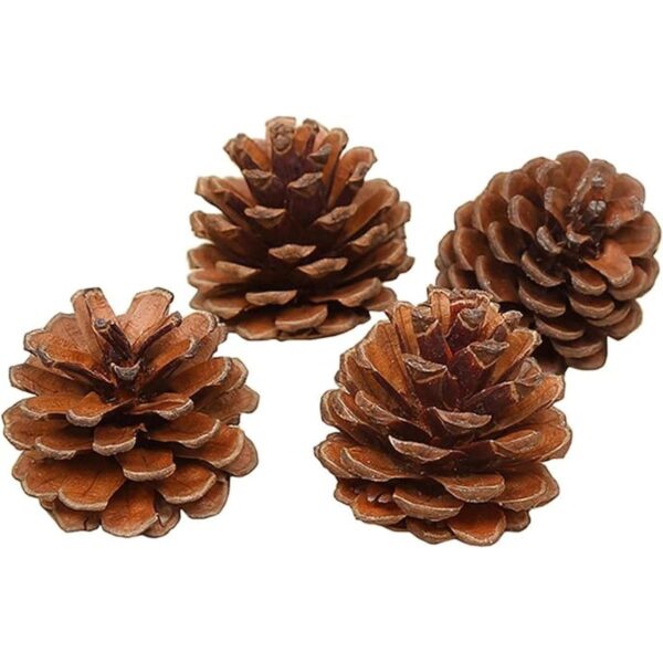 QHZHANG Christmas Bulk Package of Natural Pinecones for
