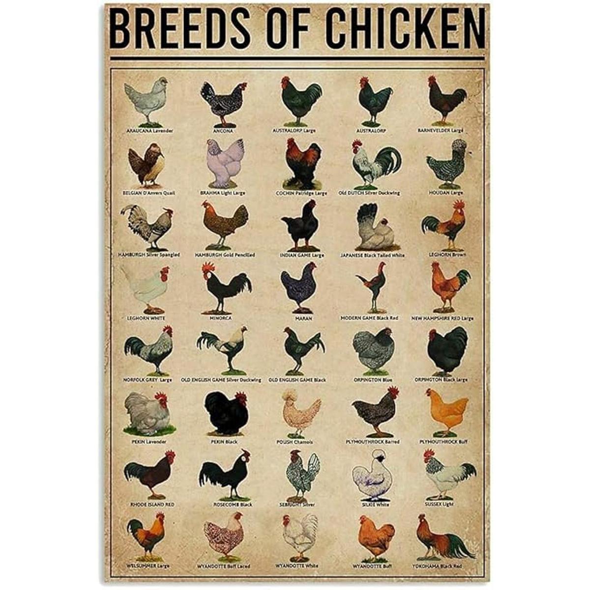 Póster de razas de pollos vintage de metal de lata