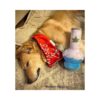 Puppy Chiefer Juguetes divertidos para perros Juguete