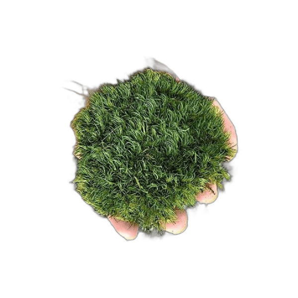 Prefleur Cojín de musgo preservado de poste verde natural_1