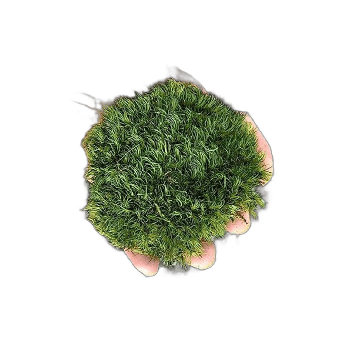 Prefleur Cojín de musgo preservado de poste verde natural