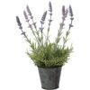 Planta de lavanda sintética de 13 pulgadas de alto flores