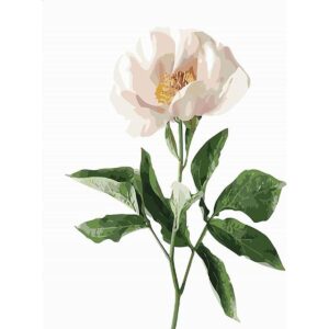 Pintura de color por números para adultos principiantes y