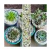 Piedras de jade para plantas 15 pulgadas 3 libras_4