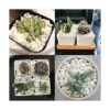 Piedras decorativas blancas de 18 libras para acuario