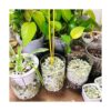 Piedras de jade para plantas 15 pulgadas 3 libras_5