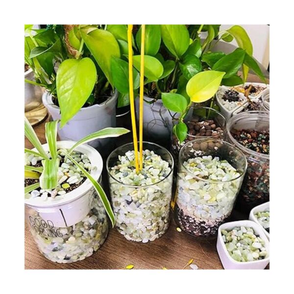 Piedras de jade para plantas 15 pulgadas 3 libras_5