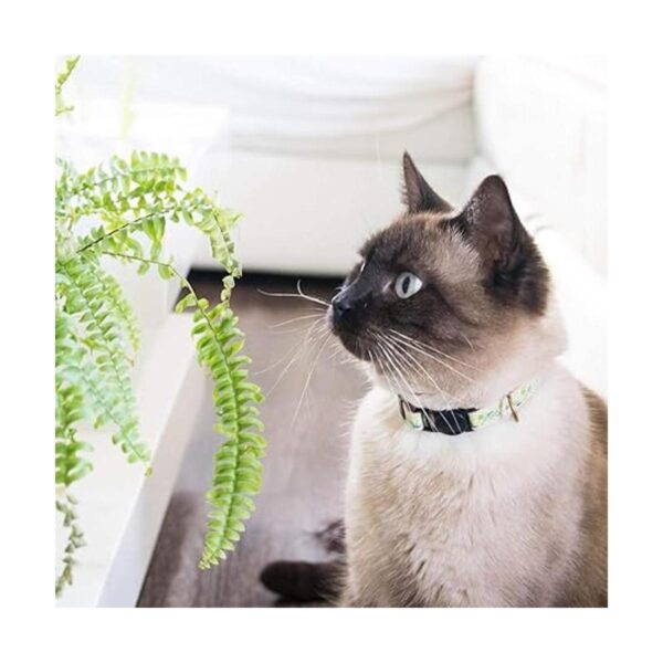Pettsie Pulsera de amistad con collar de gato caja de_4