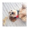 Pet ShoW 6pcs collar de perro lazos y flores rosa rojo