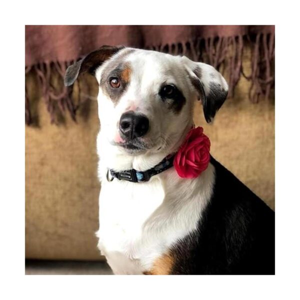 Pet ShoW 6pcs collar de perro lazos y flores rosa rojo