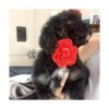 Pet ShoW 6pcs collar de perro lazos y flores rosa rojo