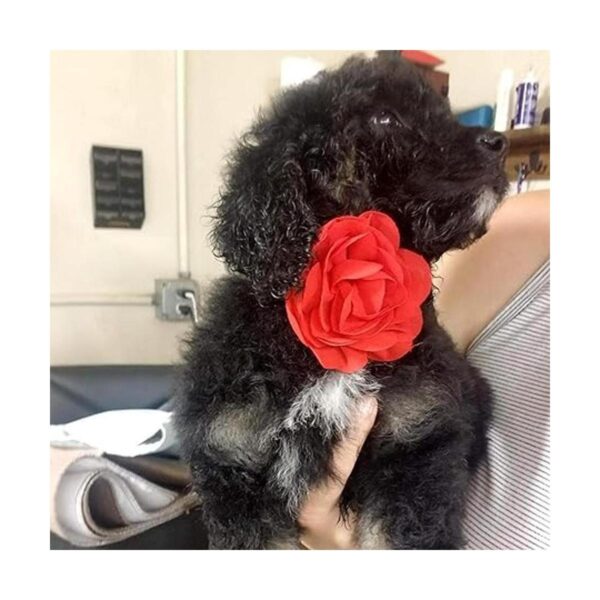 Pet ShoW 6pcs collar de perro lazos y flores rosa rojo