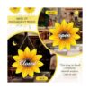 Percha de puerta de madera de girasol sin terminar con