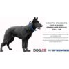 Herm Sprenger Collar de entrenamiento para perros ultra